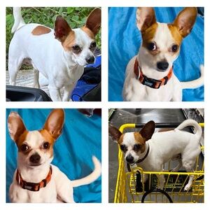 Not For Sale…Missing!!!!! If you have seen him please text or call 6062911391.